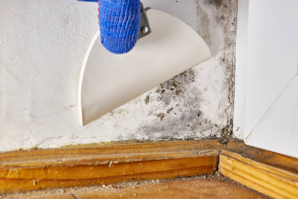 Best Real Estate Mold Inspection  in Stowell, TX